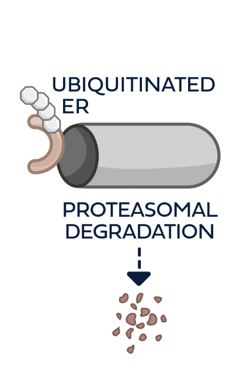 Proteasome degrading the ubiquitin-tagged ER protein