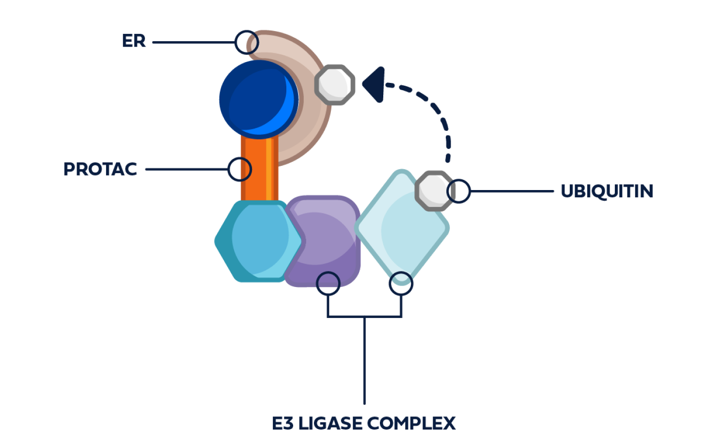 PROTAC ER degrader binding to an ER protein and an E3 ligase complex
