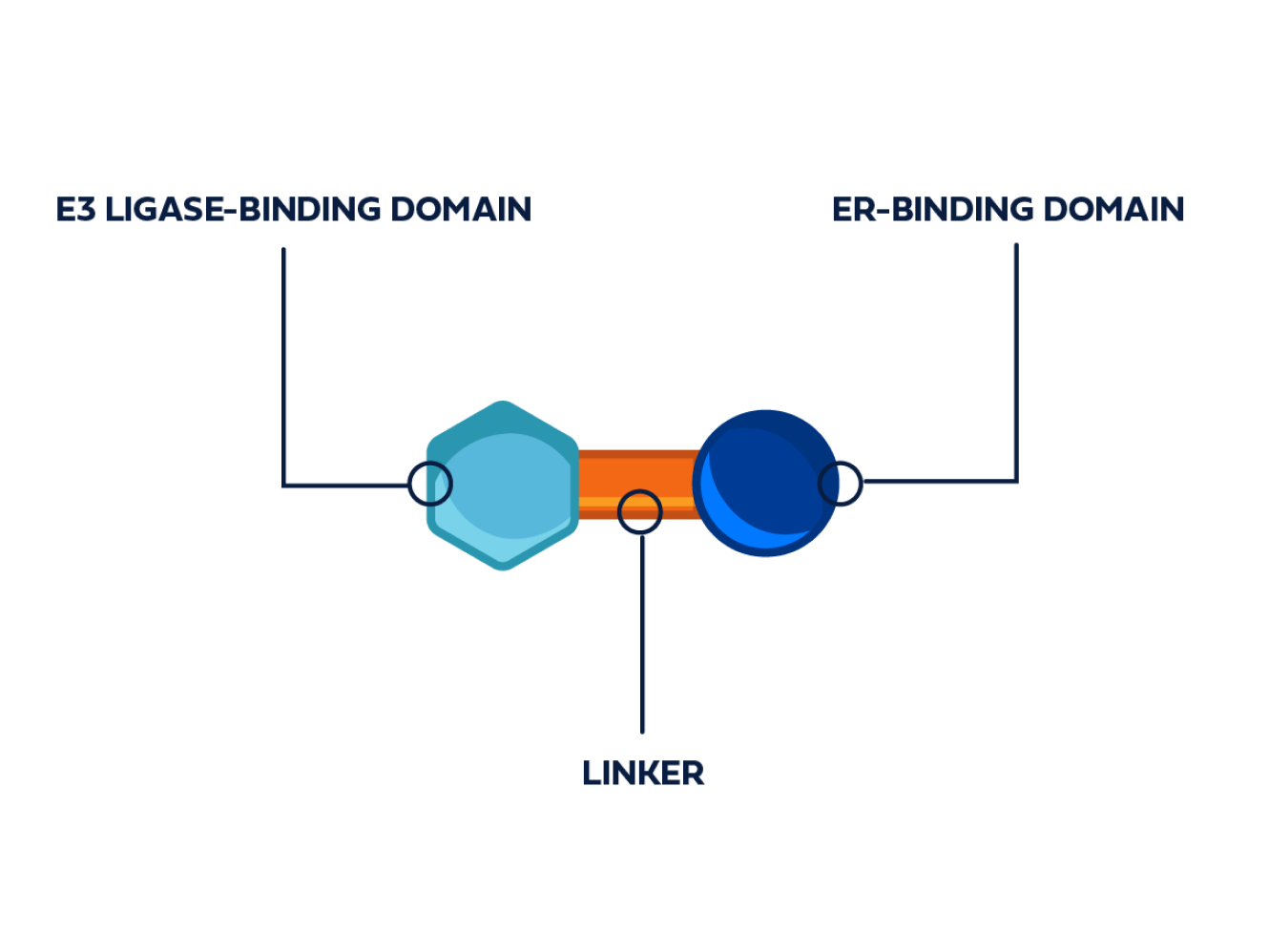 An E3 ligase-binding domain and ER-binding domain linked together