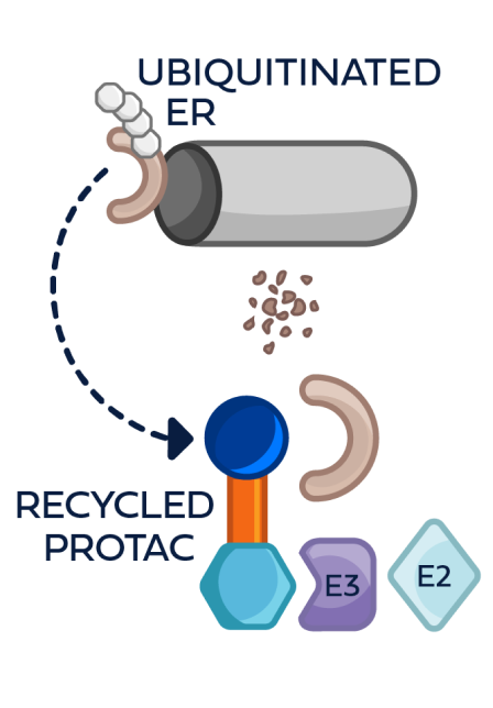 The same PROTAC ER degrader binding to new ER protein and E3 ligase complex molecules