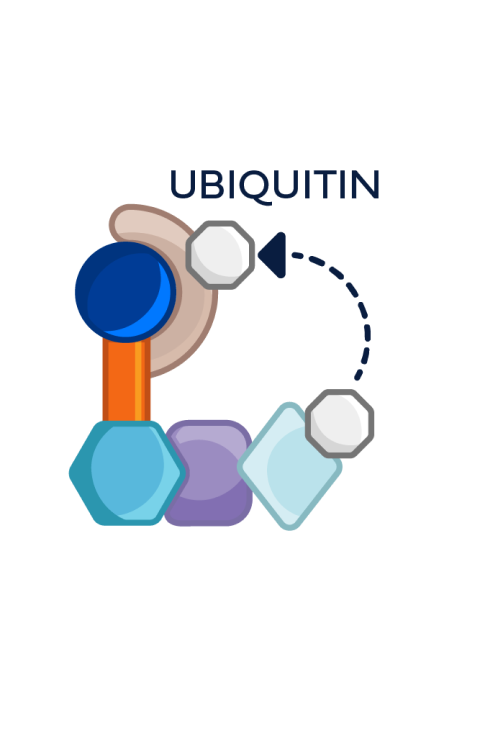 Ubiquitin forming on the PROTAC ER degrader–bound ER protein