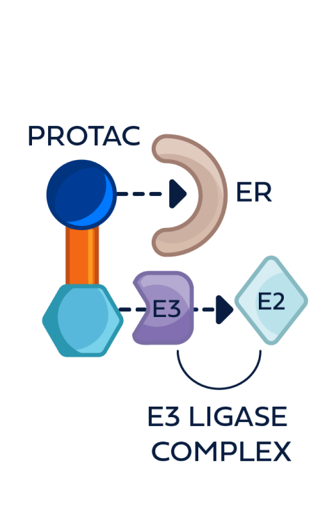 PROTAC ER degrader binding to an ER protein and an E3 ligase complex